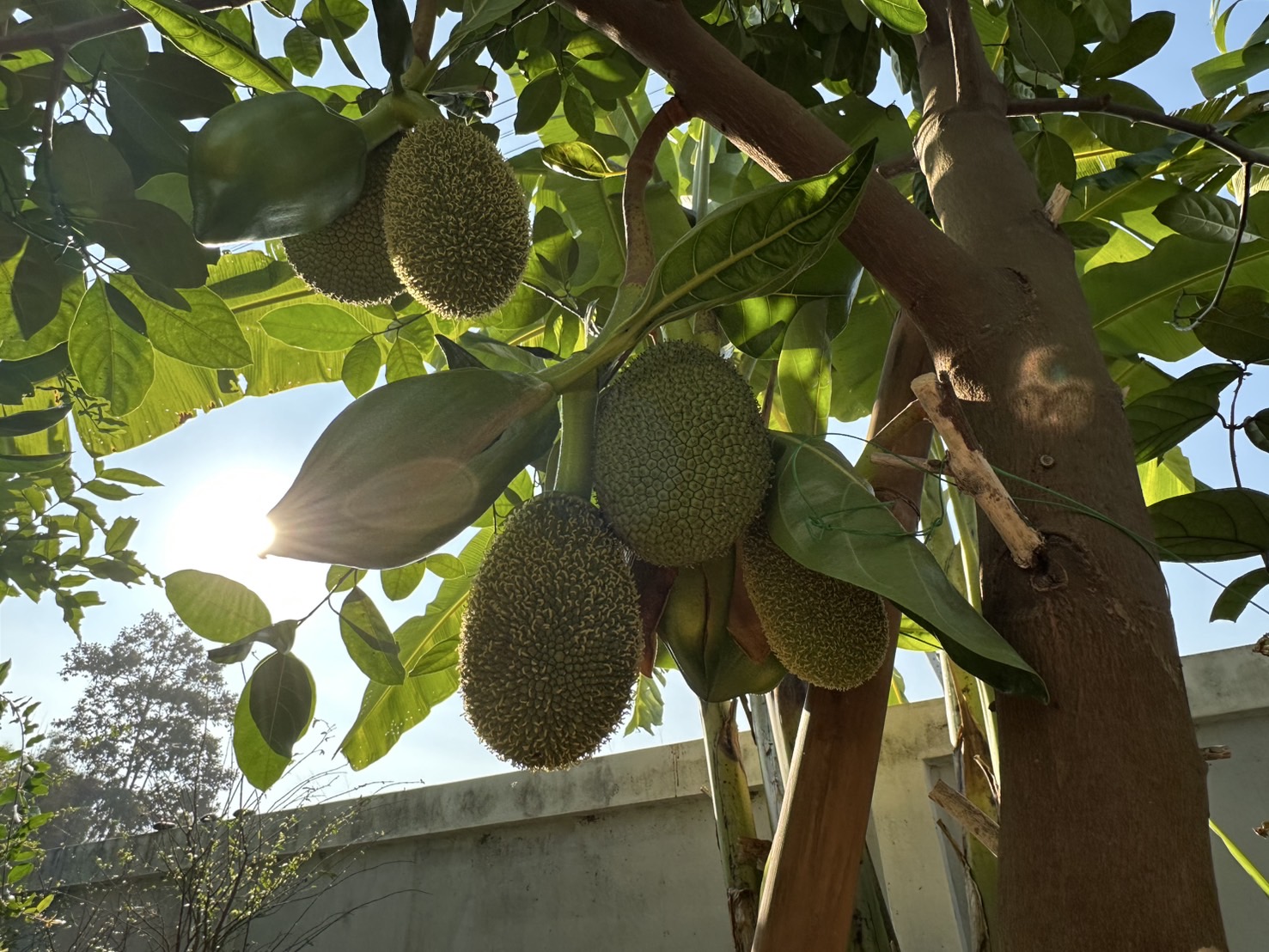 Our Jackfruits are Growing!