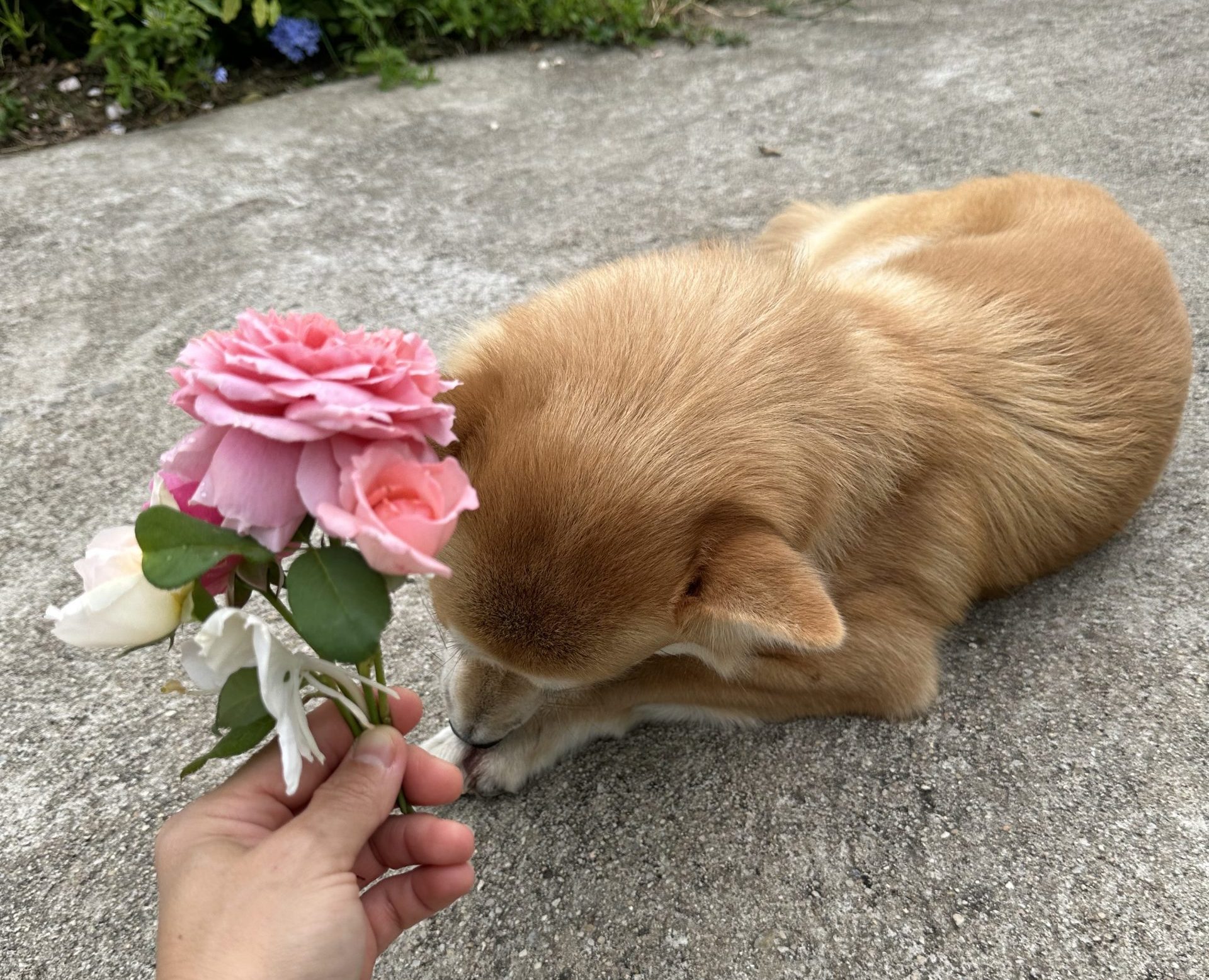 Pies and the Rose Garden