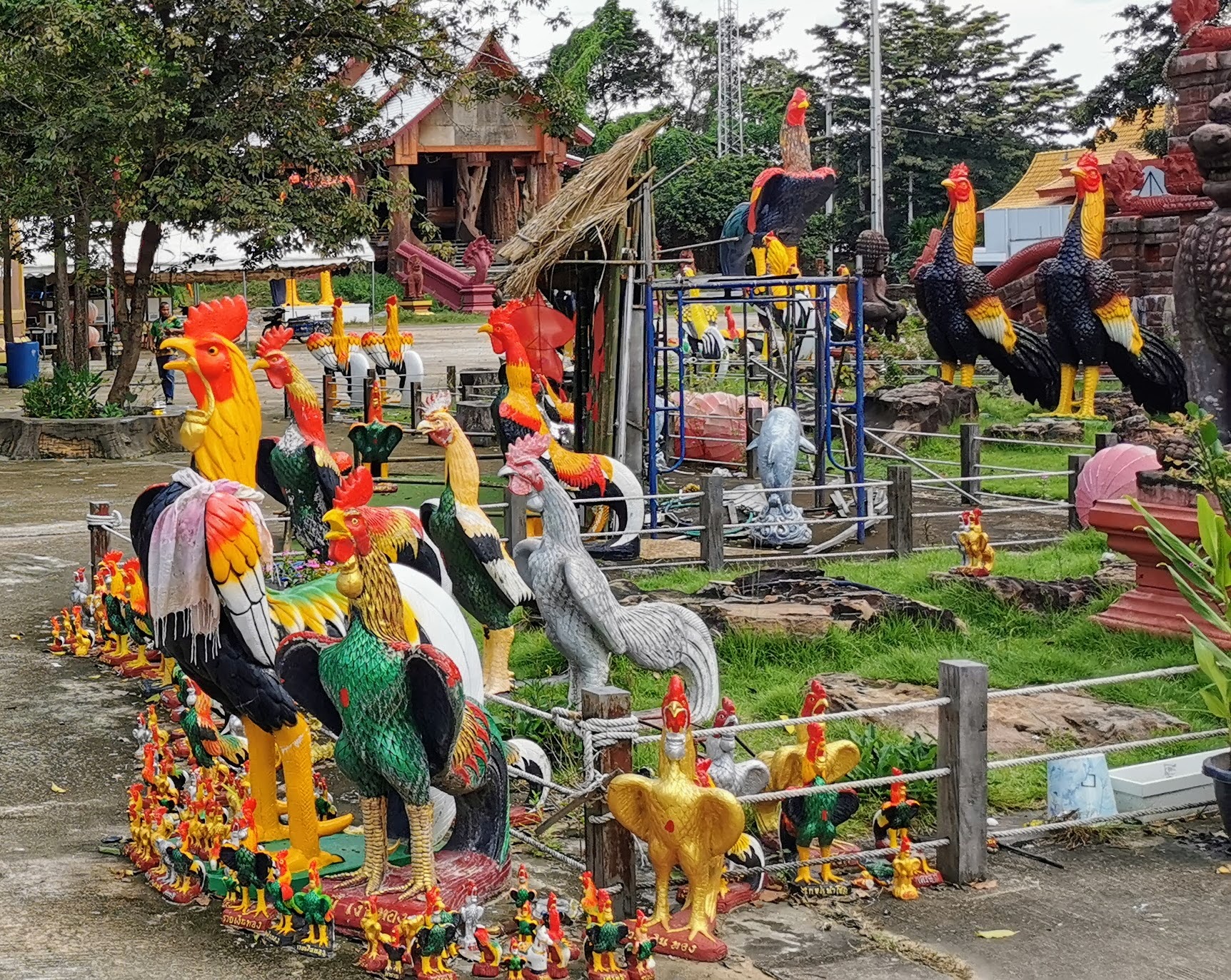 The Rooster Chronicles